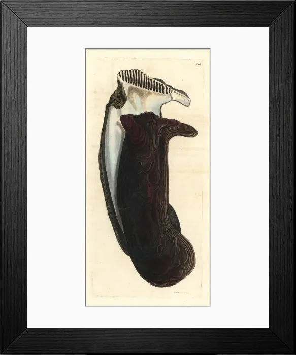 Framed Print : Tree oyster, Isognomon isognomum Framed Print : Tree oyster, Isognomon isognomum