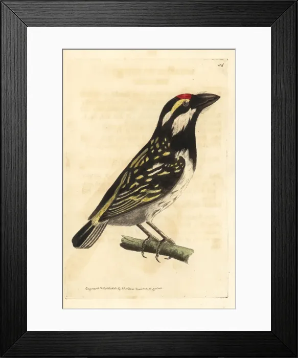 Framed Print : Black-spotted barbet, Capito niger Framed Print : Black-spotted barbet, Capito niger
