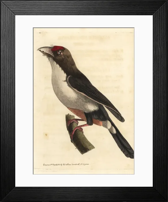 Framed Print : Double-toothed barbet, Pogonornis bidentatus Framed Print : Double-toothed barbet, Pogonornis bidentatus
