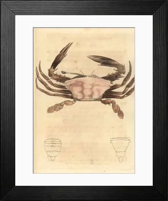 Framed Print : Sentinel crab, Podophthalmus vigil Framed Print : Sentinel crab, Podophthalmus vigil