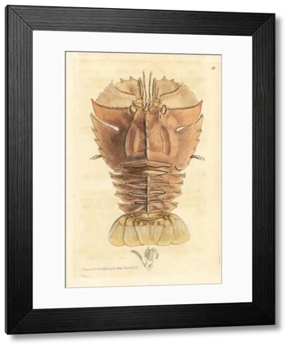 Framed Print : Balmain bug or butterfly fan lobster, Ibacus peronii Framed Print : Balmain bug or butterfly fan lobster, Ibacus peronii