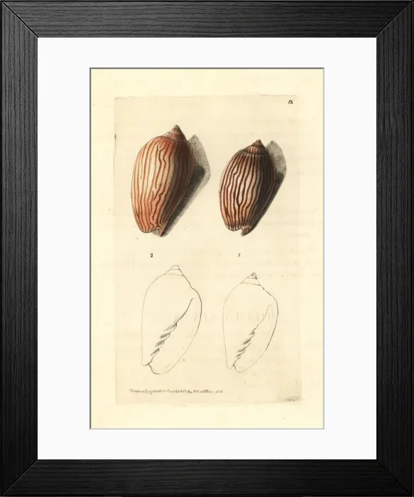 Framed Print : Zebra volute, Amoria zebra Framed Print : Zebra volute, Amoria zebra