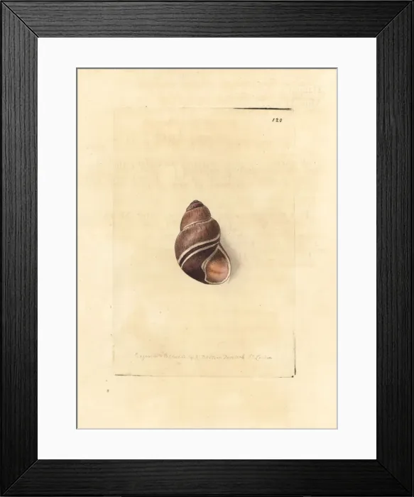 Framed Print : Caryodes dufresnii dufresnii Framed Print : Caryodes dufresnii dufresnii