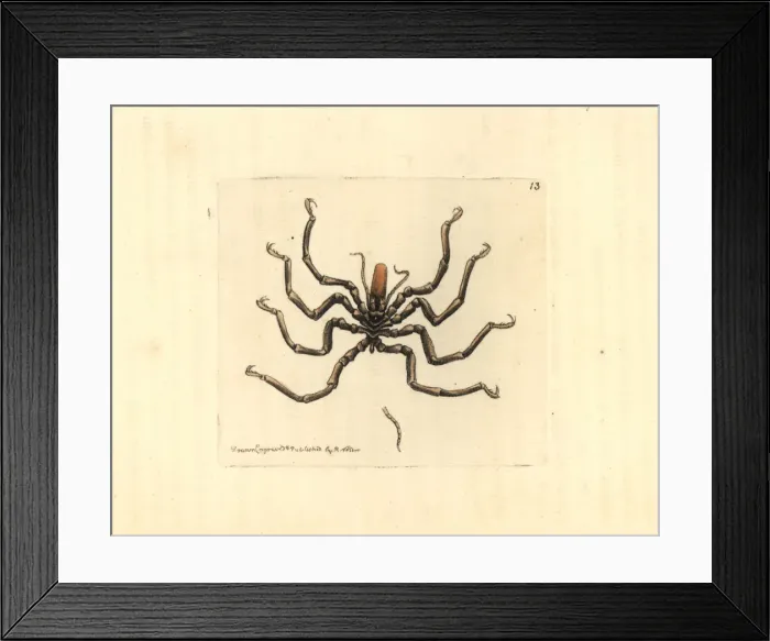 Framed Print : Carolina ammothea, Ammothea carolinensis Framed Print : Carolina ammothea, Ammothea carolinensis