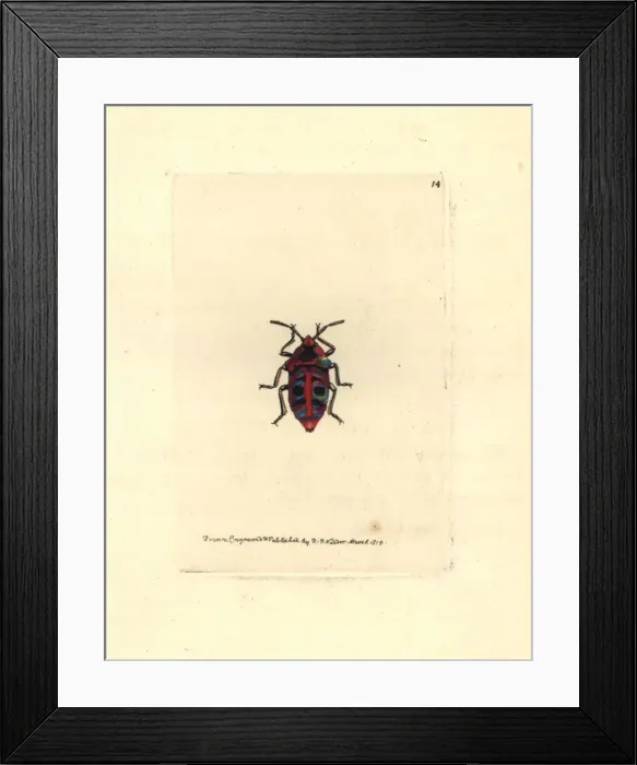 Framed Print : Six-spotted shieldbug, Scutellera sexmaculata Framed Print : Six-spotted shieldbug, Scutellera sexmaculata