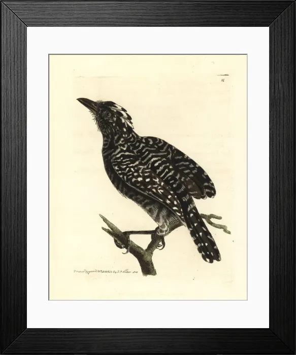 Framed Print : Barred antshrike, Thamnophilus doliatus Framed Print : Barred antshrike, Thamnophilus doliatus