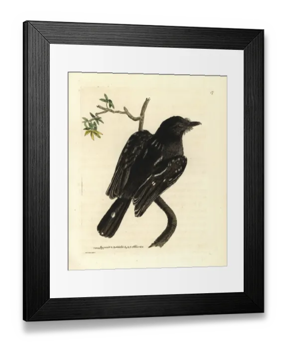 Framed Print : Slaty antshrike, Thamnophilus punctatus Framed Print : Slaty antshrike, Thamnophilus punctatus