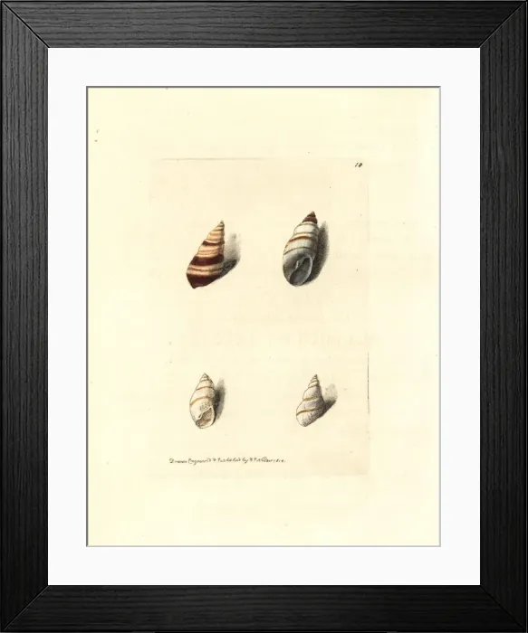 Framed Print : Bulimulus snails Framed Print : Bulimulus snails