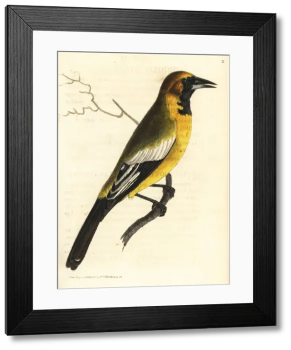 Framed Print : Oriole blackbird, Gymnomystax mexicanus Framed Print : Oriole blackbird, Gymnomystax mexicanus