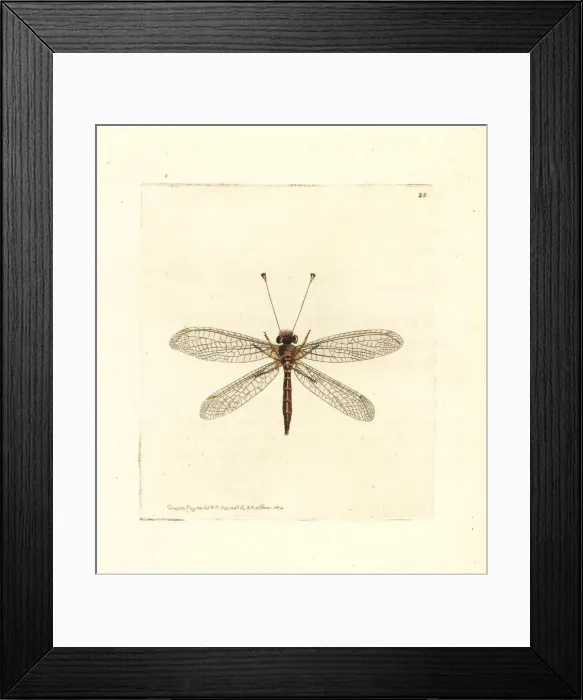 Framed Print : Yellow owl-fly, Suhpalacsa flavipes Framed Print : Yellow owl-fly, Suhpalacsa flavipes