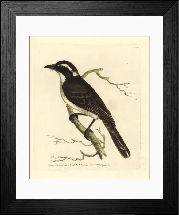 Framed Print : Long-tailed shrike, Lanius schach tricolor Framed Print : Long-tailed shrike, Lanius schach tricolor