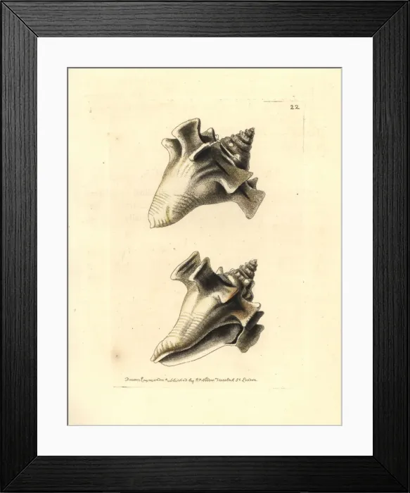Framed Print : Fighting conch, Strombus pugilis Framed Print : Fighting conch, Strombus pugilis