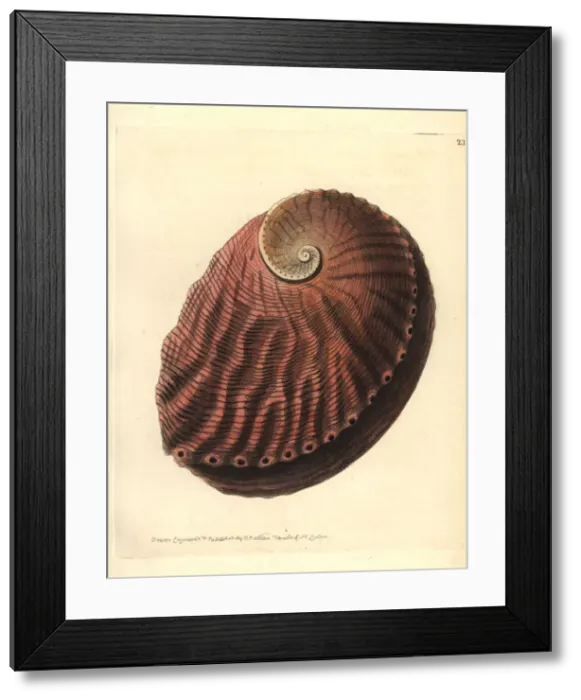 Framed Print : Blacklip abalone, Haliotis rubra Framed Print : Blacklip abalone, Haliotis rubra