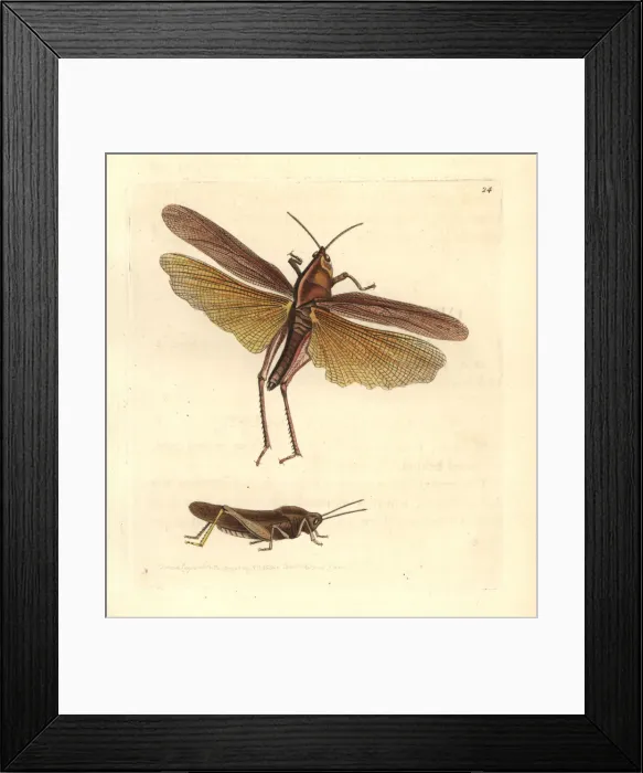 Framed Print : Gumleaf grasshopper (female top, male below) Framed Print : Gumleaf grasshopper (female top, male below)