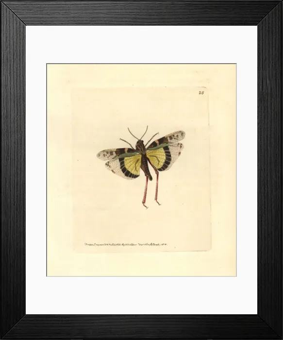 Framed Print : Yellow-winged locust, Gastrimargus musicus Framed Print : Yellow-winged locust, Gastrimargus musicus