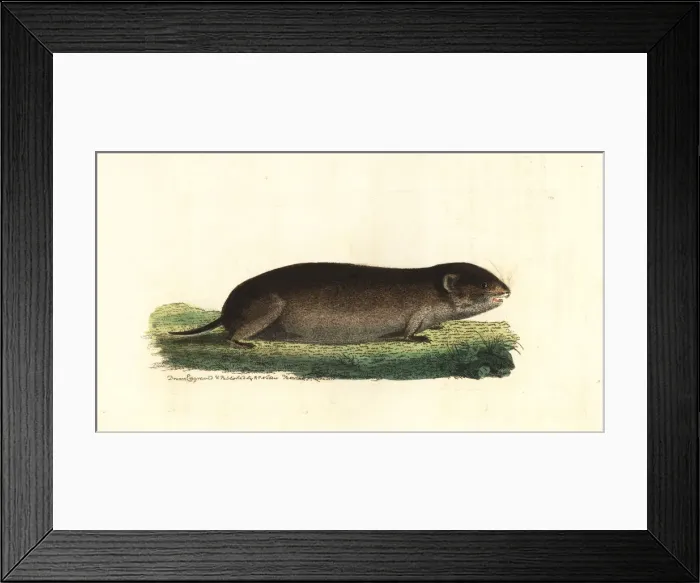 Framed Print : Taiga vole, Microtus xanthognathus Framed Print : Taiga vole, Microtus xanthognathus