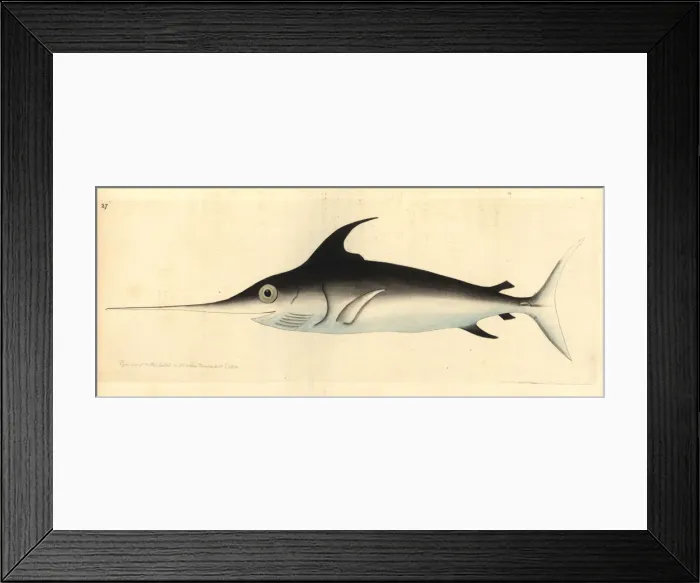 Framed Print : Swordfish, Xiphias gladius Framed Print : Swordfish, Xiphias gladius