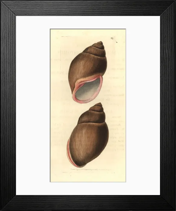 Framed Print : Rose-mouthed bulimus, Bulimus haemastomus Framed Print : Rose-mouthed bulimus, Bulimus haemastomus