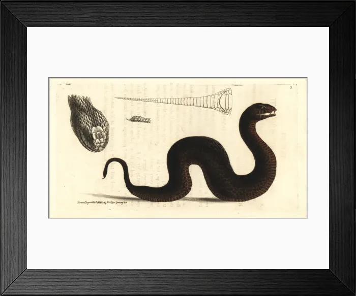 Framed Print : Common death adder, Acanthopis antarcticus Framed Print : Common death adder, Acanthopis antarcticus