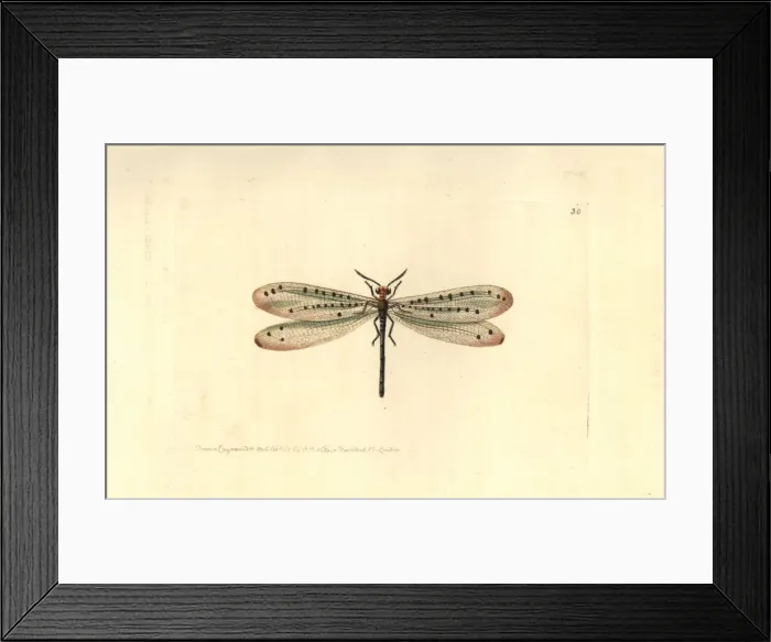 Framed Print : Callistoleon erythrocephalus Framed Print : Callistoleon erythrocephalus