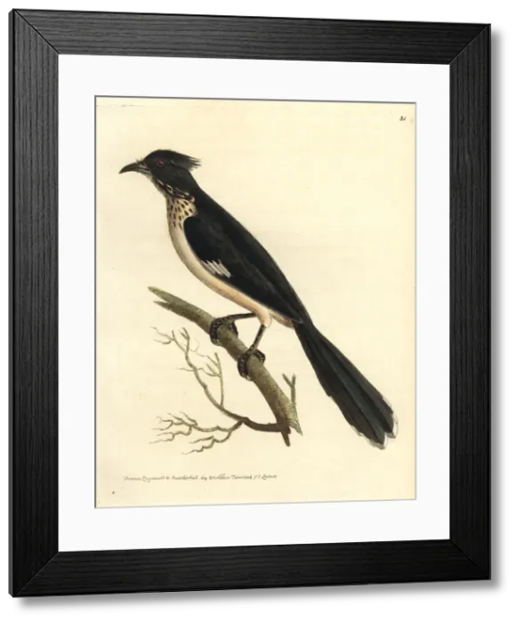 Framed Print : Jacobin cuckoo, Clamator jacobinus Framed Print : Jacobin cuckoo, Clamator jacobinus