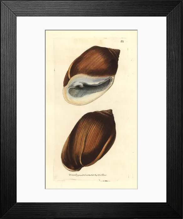 Framed Print : Midass ear shell, Ellobium aurismidae Framed Print : Midass ear shell, Ellobium aurismidae
