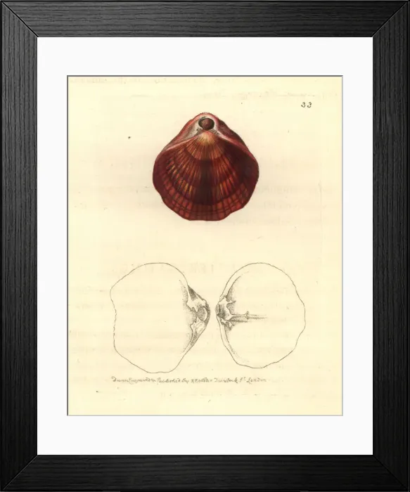Framed Print : Magasella evansii Framed Print : Magasella evansii