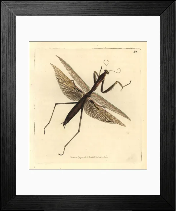 Framed Print : Purple-winged mantis, Tenodera australasiae Framed Print : Purple-winged mantis, Tenodera australasiae