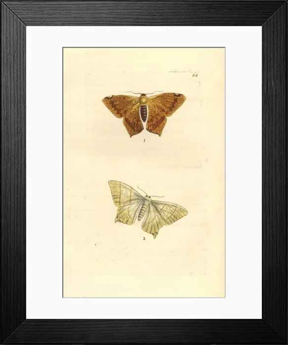 Framed Print : Polished ourapteryx and swallow-tailed moth Framed Print : Polished ourapteryx and swallow-tailed moth