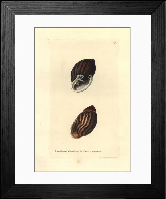 Framed Print : Undulated and least carychium Framed Print : Undulated and least carychium
