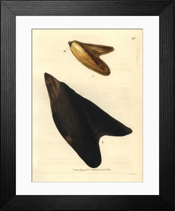 Framed Print : Pteria avicular shells Framed Print : Pteria avicular shells