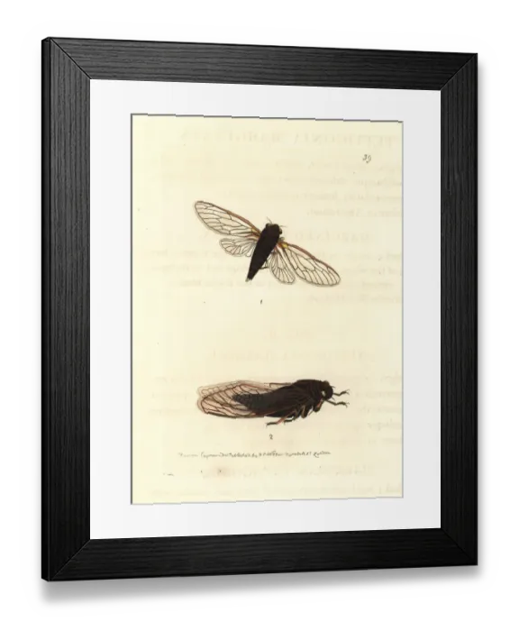 Framed Print : Bronze bark-buzzer and yellowbelly cicadas Framed Print : Bronze bark-buzzer and yellowbelly cicadas