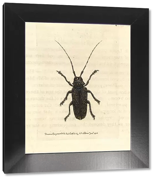 Painted lamia beetle, Lamia picta