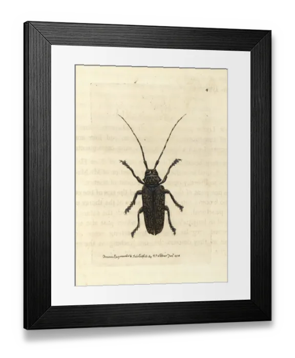 Framed Print : Painted lamia beetle, Lamia picta Framed Print : Painted lamia beetle, Lamia picta