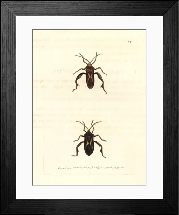 Framed Print : Crusader bug, Mictis profana Framed Print : Crusader bug, Mictis profana
