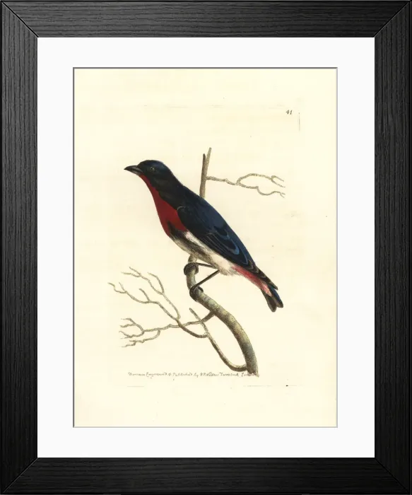 Framed Print : Mistletoe bird, Dicaeum hirundinaceum Framed Print : Mistletoe bird, Dicaeum hirundinaceum