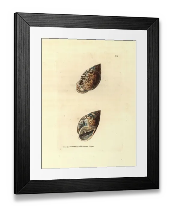 Framed Print : Pythia scarabaeus snail Framed Print : Pythia scarabaeus snail