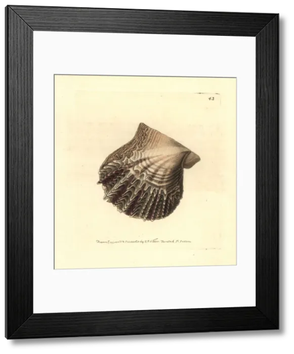 Framed Print : Atlantic pearl-oyster, Pinctada radiata Framed Print : Atlantic pearl-oyster, Pinctada radiata
