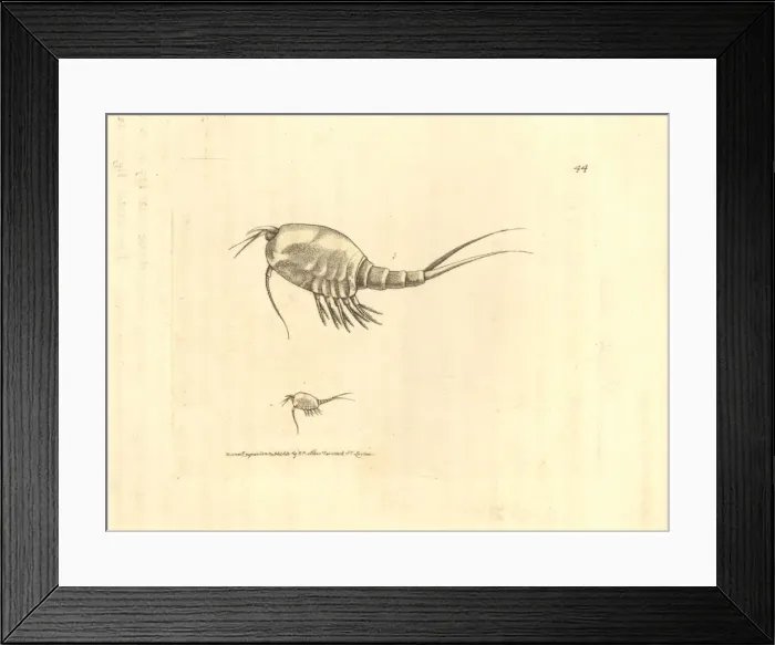 Framed Print : Herbstian neballa, Nebalia herbstii Framed Print : Herbstian neballa, Nebalia herbstii
