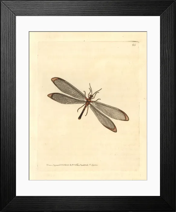 Framed Print : Blue eyes lacewing or Antlion nymphes, Nymphes Framed Print : Blue eyes lacewing or Antlion nymphes, Nymphes