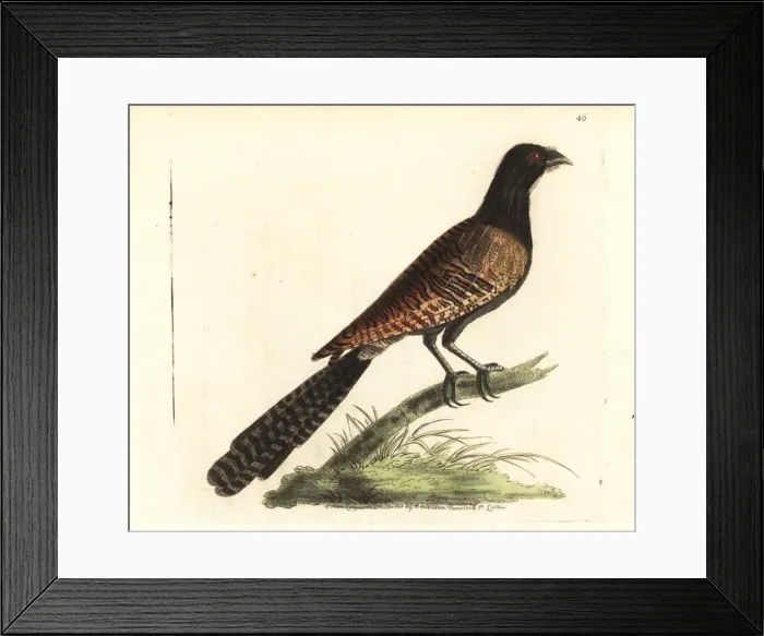 Framed Print : Pheasant coucal, Centropus phasianinus Framed Print : Pheasant coucal, Centropus phasianinus