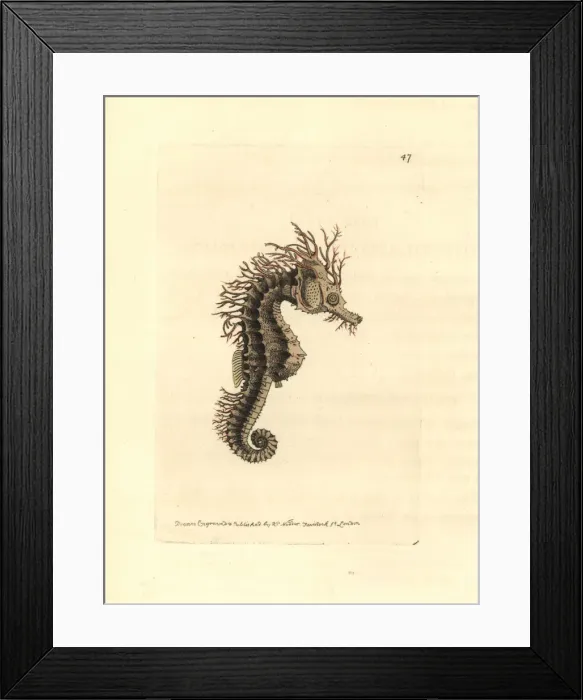 Framed Print : Long-snouted seahorse, Hippocampus guttulatus Framed Print : Long-snouted seahorse, Hippocampus guttulatus
