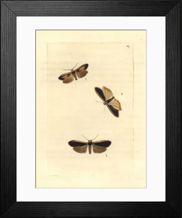 Framed Print : Lichen moths and scarce footman Framed Print : Lichen moths and scarce footman