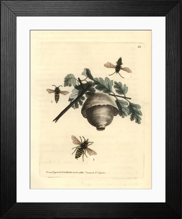 Framed Print : Norwegian wasp, Dolichovespula norwegica Framed Print : Norwegian wasp, Dolichovespula norwegica