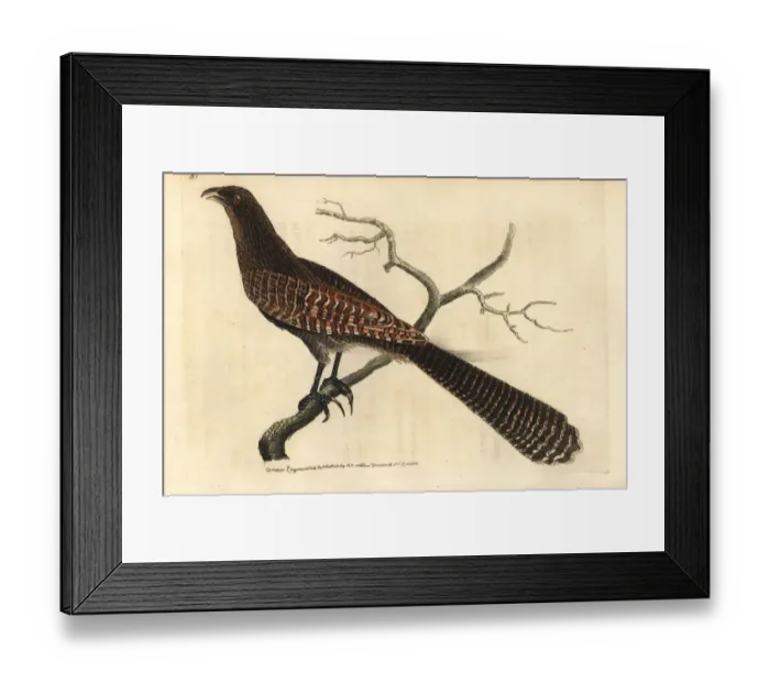 Framed Print : Pheasant coucal, Centropus phasianinus Framed Print : Pheasant coucal, Centropus phasianinus