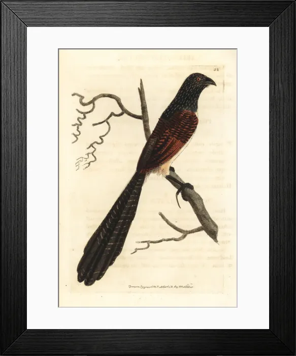 Framed Print : Black-throated coucal, Centropus leucogaster Framed Print : Black-throated coucal, Centropus leucogaster