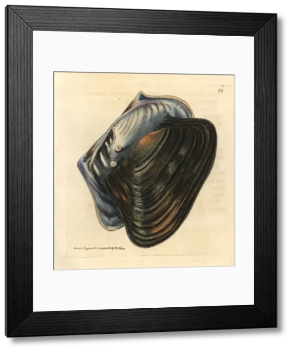 Framed Print : Pearl oyster, Cristaria plicata Framed Print : Pearl oyster, Cristaria plicata