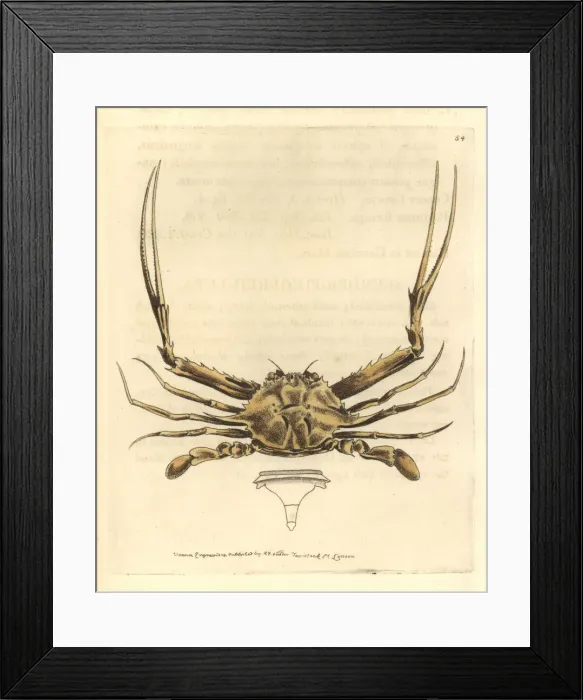 Framed Print : Forceps crab, Lupella forceps Framed Print : Forceps crab, Lupella forceps