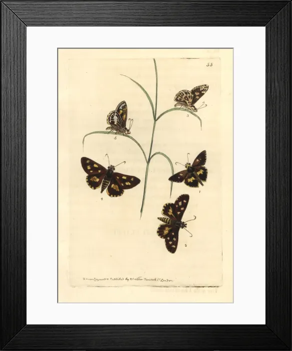 Framed Print : Spotted skipper and painted skipper Framed Print : Spotted skipper and painted skipper