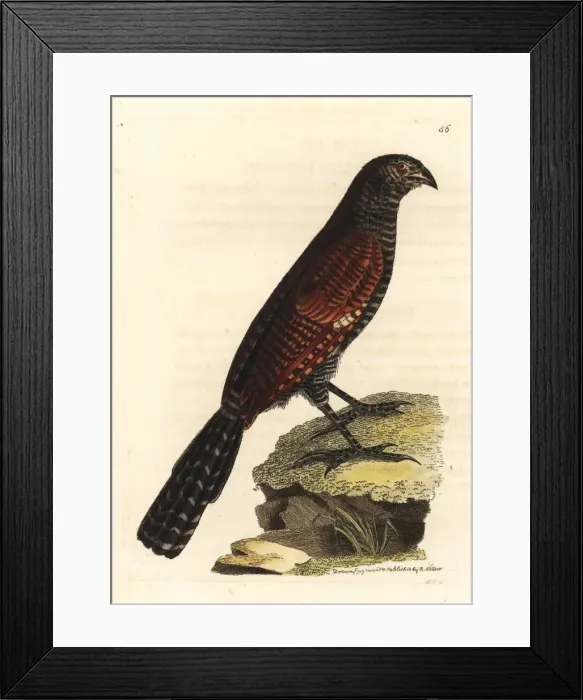 Framed Print : Philippine coucal, Centropus viridis Framed Print : Philippine coucal, Centropus viridis